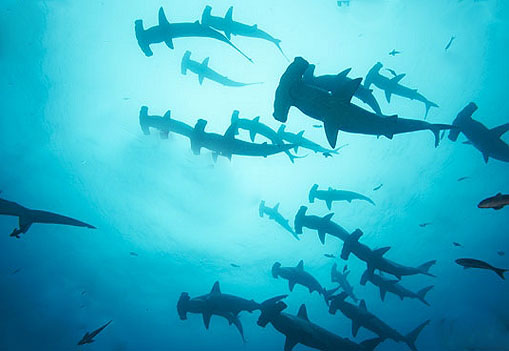 Hammerhead Sharks