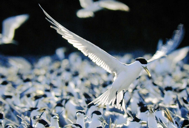 South China Sea Birds