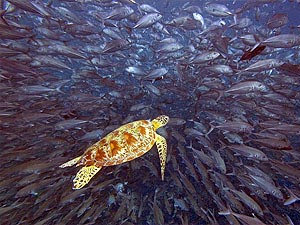 Sipadan Turtle