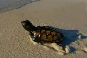 Sipadan: The Best Day's Diving on Earth — Video von SZtv (Borneo from Below S01E03)