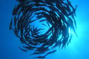 Un vortice formato da migliaia di barracuda a Barracuda Point, Sipadan.