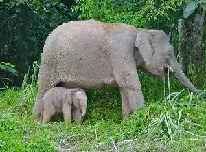 These are the smallest elephants in all of Asia. Mother Borneo Pygmy Elephant protecting her calf as they graze in the lush grasslands of the Kinabatangan River, Sabah.