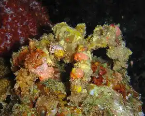 Well-camouflaged decorator crab cloaked in sponges and algae blends into Kapalai rubble and rewards keen macro photographers.
