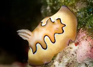 Chromodoris coi nudibranch with golden mantle and dark border glides over Mabul reef and fascinates macro photographers.