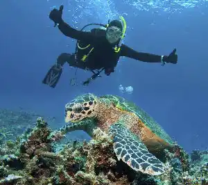 Turtle Rodeo at Sipadan — Video von SZtv (Borneo from Below S01E13)