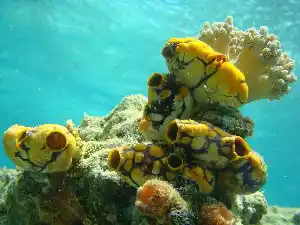 Scuba Diving at Mabul Island — vidéo de MySabah