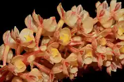 Nahaufnahme einer wunderschönen, seltenen wilden Orchidee aus der artenreichen Flora des Kinabalu-Nationalparks am Mount Kinabalu.