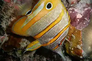 A longnose butterflyfish and a copperband butterflyfish foraging for food amongst the corals of Mabul island.