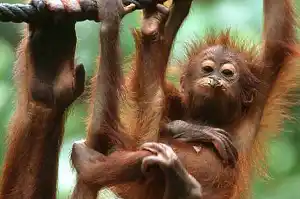 Adorable bébé orang-outan s'agrippant à sa mère au Sepilok Orangutan Rehabilitation Centre, un sanctuaire de conservation mondialement célèbre au Sabah.