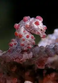 Incredible macro view of a Bargibant's pygmy seahorse, its pink tubercles perfectly matching the host gorgonian coral, a prize for muck divers in Mabul.