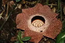 Eine prächtige, voll erblühte Rafflesia auf dem Waldboden – ein seltener und faszinierender Anblick für Besucher des Kinabalu-Nationalparks in Sabah.