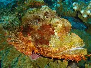 Perfectly camouflaged scorpionfish resting on the reef under the Seaventures oil rig platform, a master of disguise for keen-eyed divers to spot.