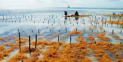 Einheimische Arbeiter ernten Seetang auf einer Farm im flachen Wasser vor Semporna – ein wichtiger Wirtschaftszweig in Sabah.
