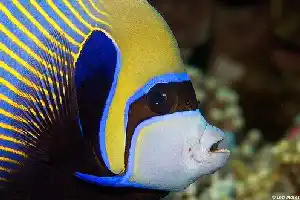 The stripes on this fish change as it gets older. Regal emperor angelfish with vivid blue and yellow stripes cruises along Sipadan wall, a lively subject for reef photographers.