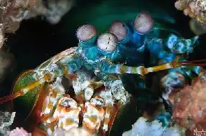 This shrimp has the most complex eyes in nature. Incredible close-up of a Peacock mantis shrimp's complex eyes, a fascinating and colorful subject for underwater photographers at the Hanging Gardens dive site.