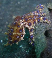 Blue ringed octopus