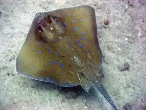 Blue-spotted stingray resting on Mabul's sandy bottom offers a classic wide-angle subject for underwater photographers exploring muck sites.