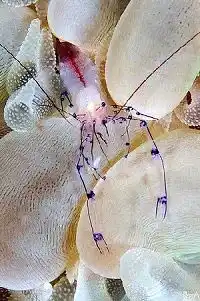 Translucent bubble coral shrimp perched among pearly polyps at Kapalai is a delicate macro treasure for underwater photographers.