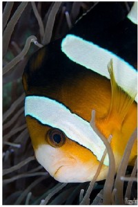 Anemonefish