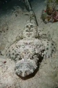 Crocodilefish lying motionless on Mabul's sandy seabed relies on camouflage and offers a quirky subject for patient photographers.