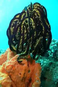 Feather star crinoid with golden arms grips an orange sponge on Sipadan wall creating a vivid macro scene for underwater photographers.