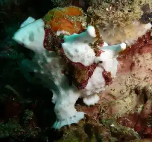 Warty white frogfish camouflaged against sponge-covered reef at Sipadan waits patiently for prey and tempts sharp-eyed photographers.