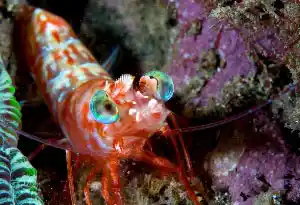 Humpbacked shrimp with rainbow eyes perches on coral rubble at Sipadan's Coral Gardens providing a colourful gem for macro photographers.