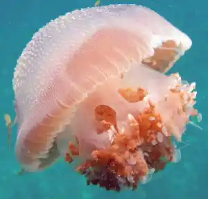Beautiful and ethereal jellyfish pulsating through the clear blue waters of Siamil island, showcasing the diverse marine life near Sipadan.