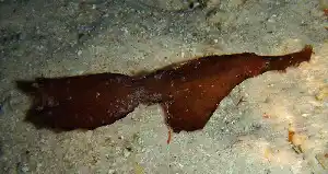 This fish mimics a dead leaf to avoid predators. Perfectly camouflaged leaf scorpionfish resting on the sandy bottom of the House Reef dive site on Mabul Island.