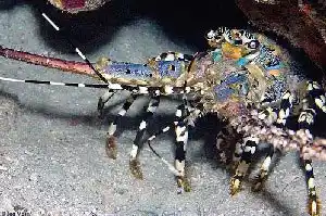 Colorful ornate spiny lobster emerging from its den at the Lobster Wall dive site on Mabul Island.
