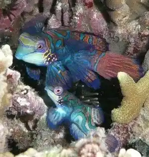 A beautiful pair of mandarinfish performing their famous mating ritual at the Paradise dive site, a highlight of muck diving in Mabul.