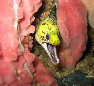 Moray eels breathe by constantly opening their mouths. lively Fimbriated moray eel with its mouth agape, peering out from a crevice in a pink sponge at the Lobster Lairs dive site in Sipadan.