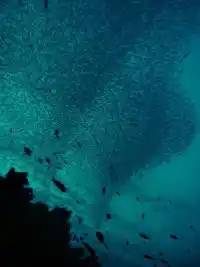 Looking up from the reef at a massive, swirling school of fish silhouetted against the surface at North Point, a classic Sipadan dive site.