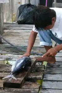 Le poisson fraîchement pêché est la base de l'alimentation locale. Un habitant prépare un thon fraîchement pêché sur une jetée en bois de l'île de Mabul, illustrant le mode de vie authentique de l'île.