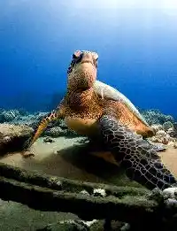 Majestic green sea turtle resting on the reef, a guaranteed and iconic encounter for every scuba diver visiting the legendary Sipadan Island.