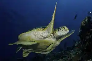 Green sea turtle glides along Sipadan wall, graceful silhouette against the deep blue admired by divers worldwide.