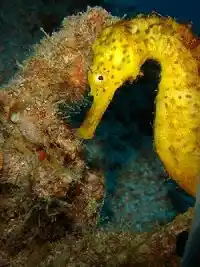 Vibrant yellow seahorse nestled among algae-covered debris at Kapalai fascinates macro photographers seeking elusive critters.