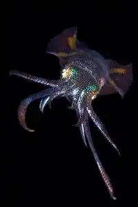 Otherworldly bobtail squid with its iridescent, glowing photophores, a magical and rare encounter during a night dive in the waters of Mabul.